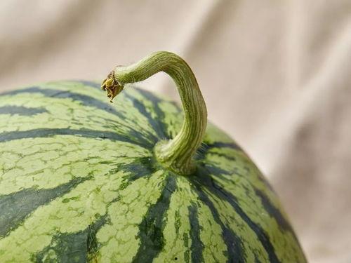 上海网红吃瓜视频,揭秘都市生活背后的八卦风云