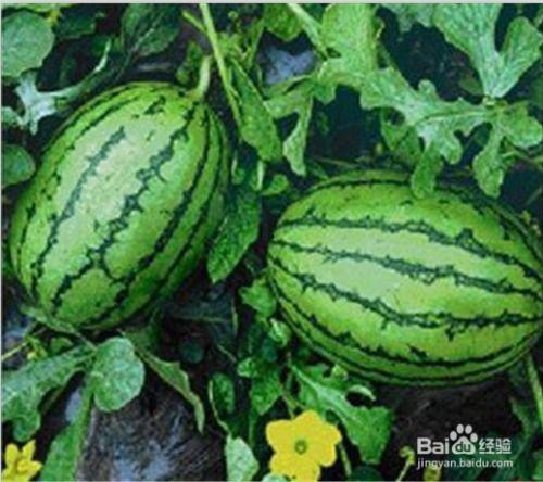 吃瓜官网多少,带你领略网络美食盛宴