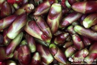 康县吃瓜网红,揭秘当地美食文化魅力