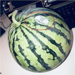 跳舞网红吃瓜是谁,揭秘“跳舞网红吃瓜”背后的故事