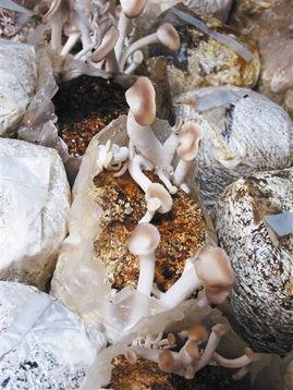 暗黑吃瓜网官网蘑菇