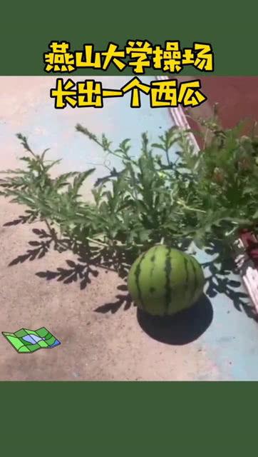 燕山大学吃瓜网盘