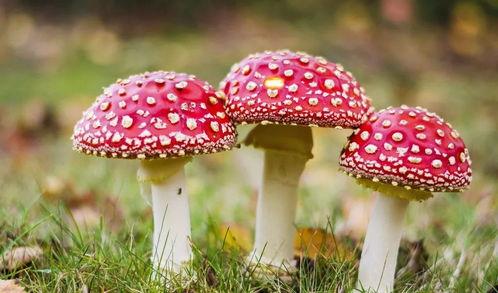 吃瓜网爆料黑料蘑菇视频,蘑菇视频黑料事件引发热议