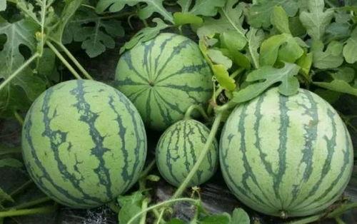 吃瓜料网是啥,揭秘网络八卦背后的真相