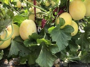 界首网红吃瓜视频大全集