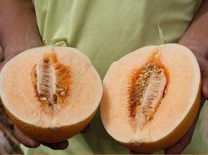 629吃瓜中心网,网络舆论场的新势力崛起