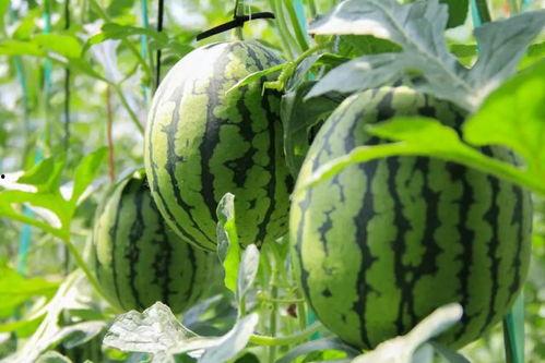 免费吃瓜视频网红网