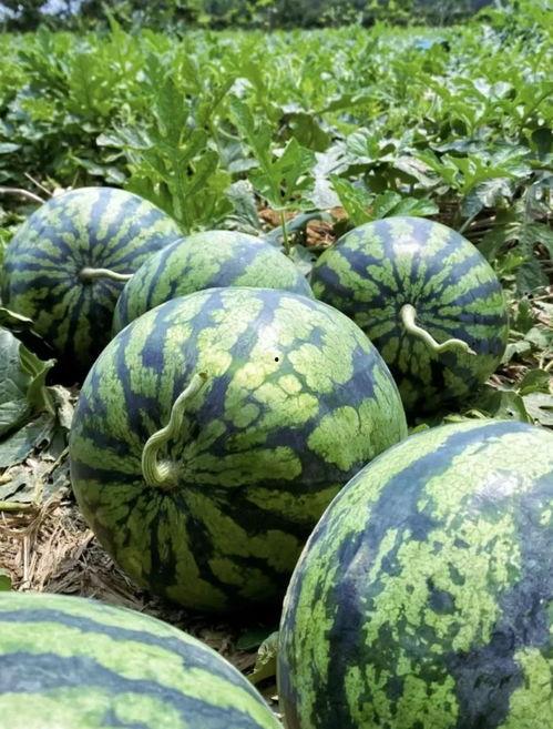 临沧网红吃瓜事件视频最新